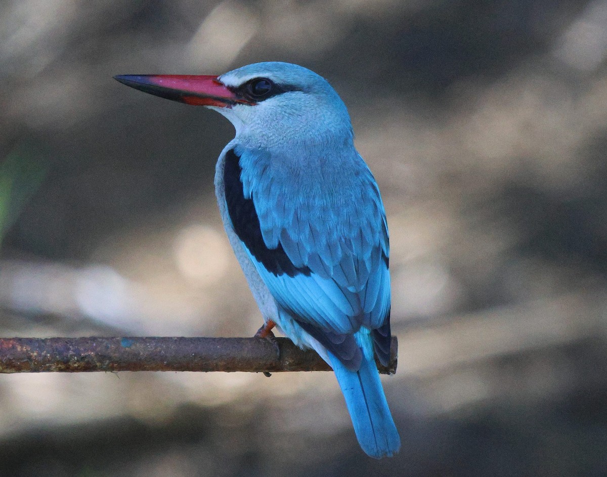 Woodland Kingfisher - ML619285923