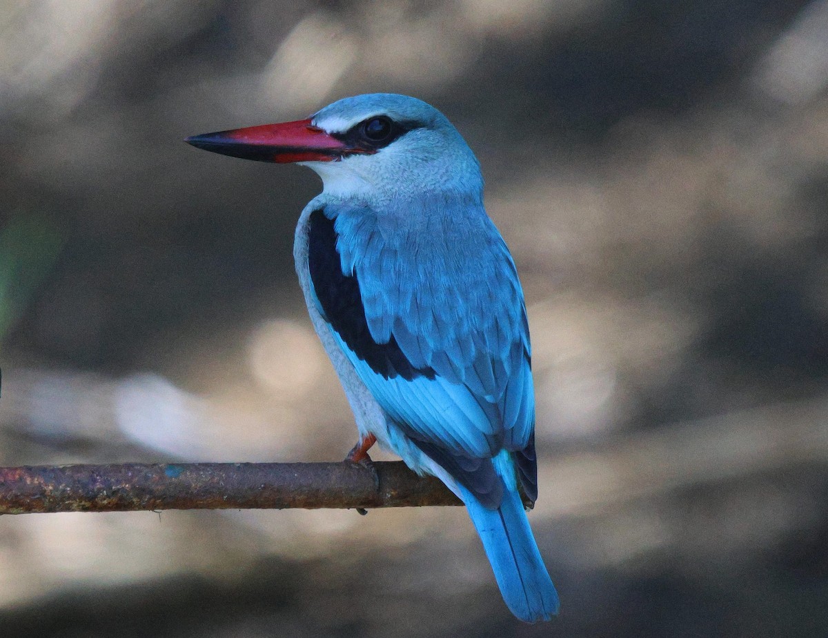 Woodland Kingfisher - ML619285924