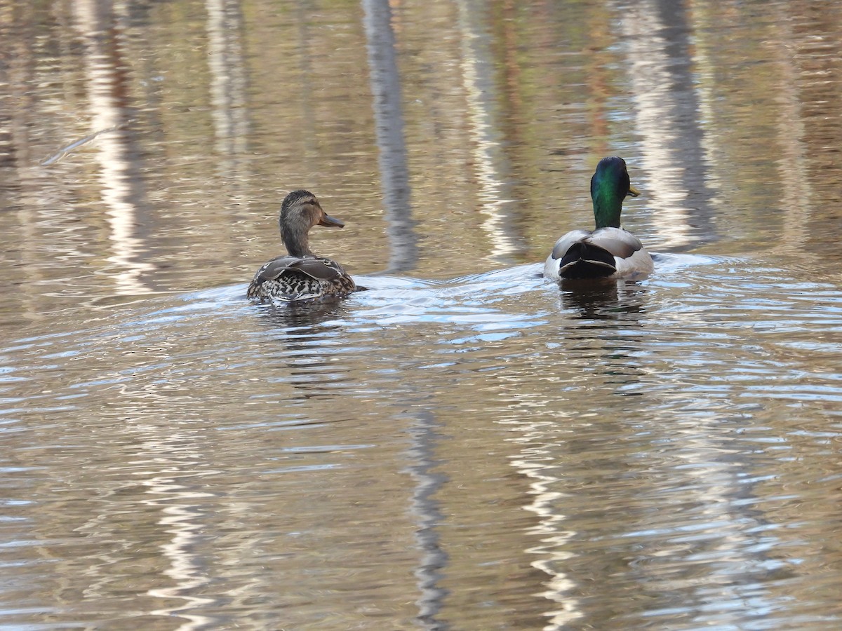 Mallard - Vince Hiebert