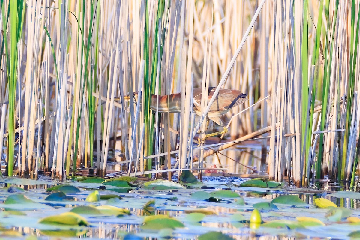 Least Bittern - ML619285928