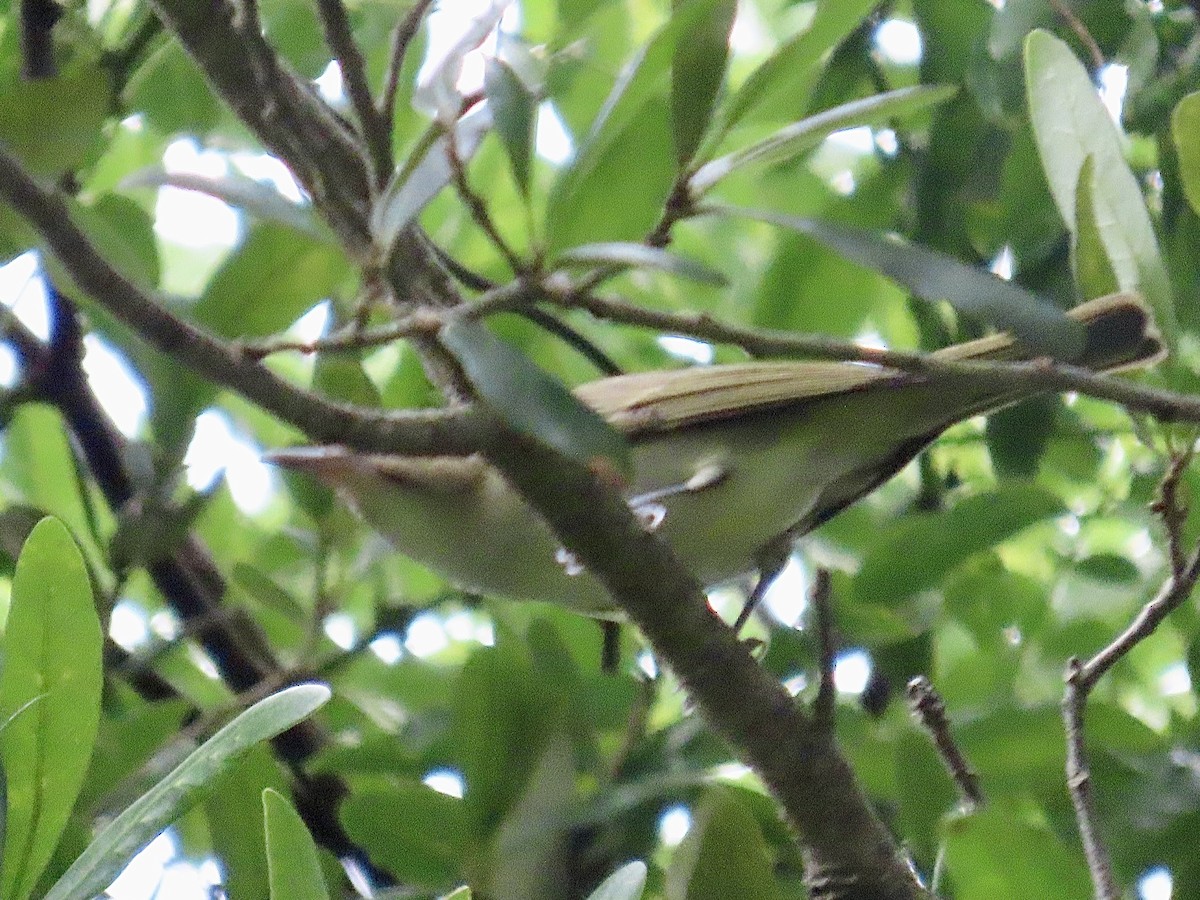 Black-whiskered Vireo - Craig Watson