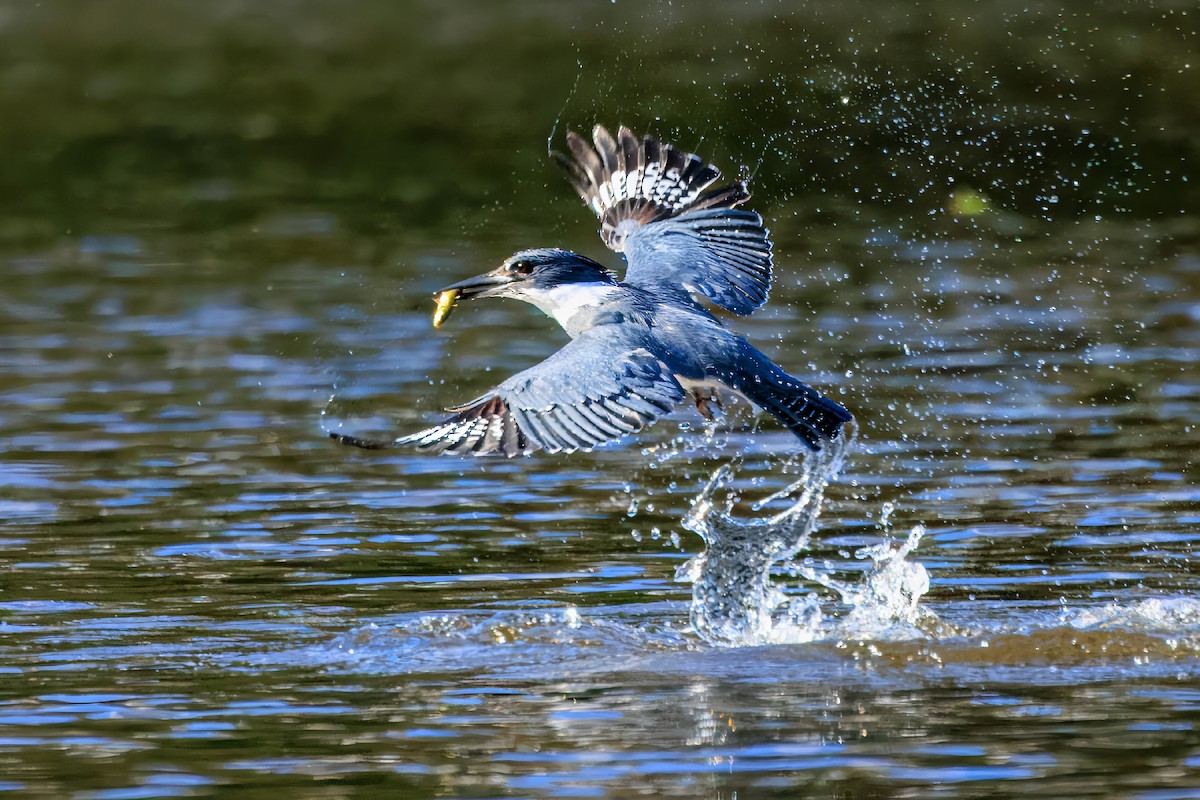 Belted Kingfisher - Frank Lin