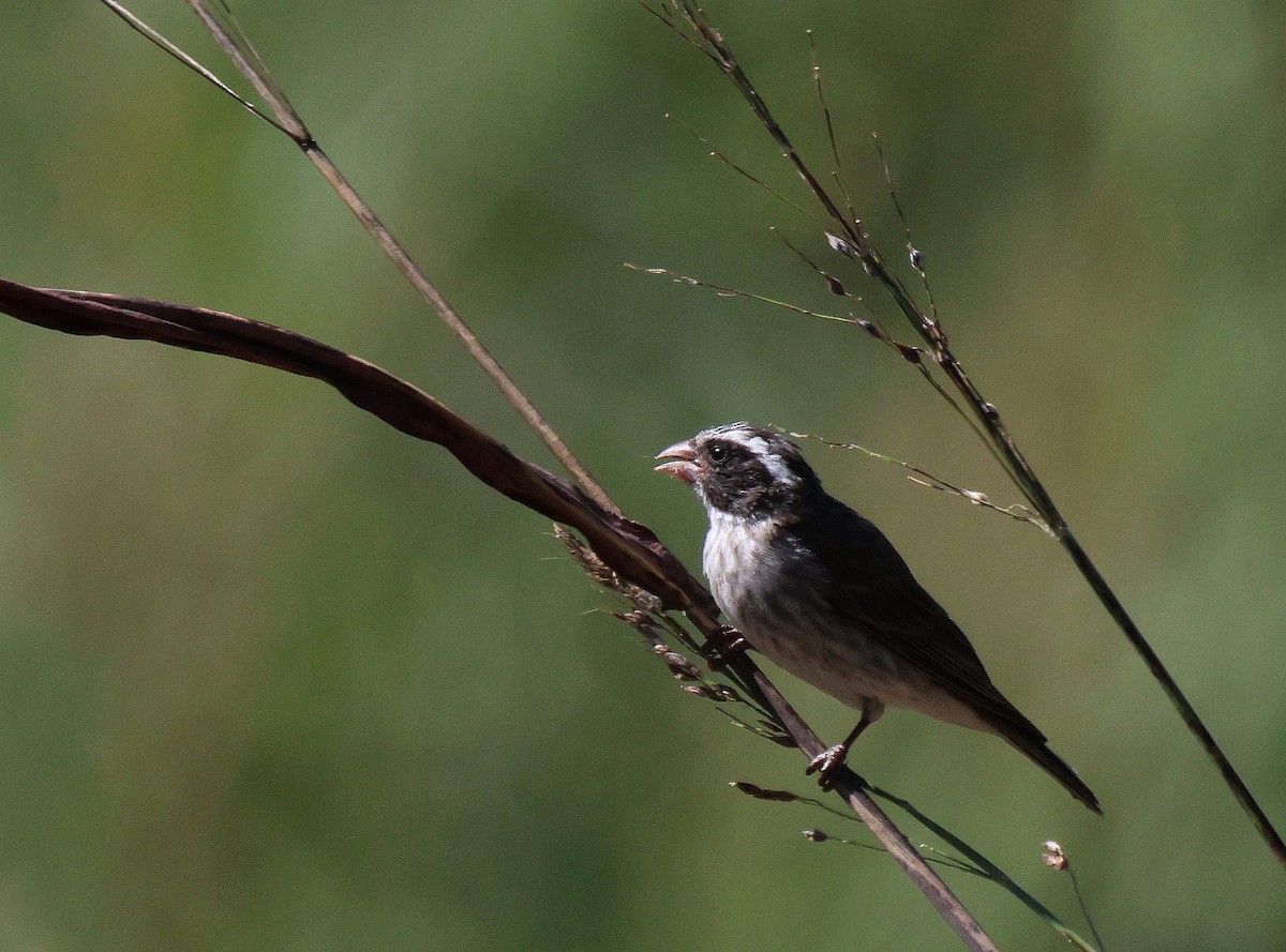 Black-eared Seedeater - Frank Willems - Birding Zambia