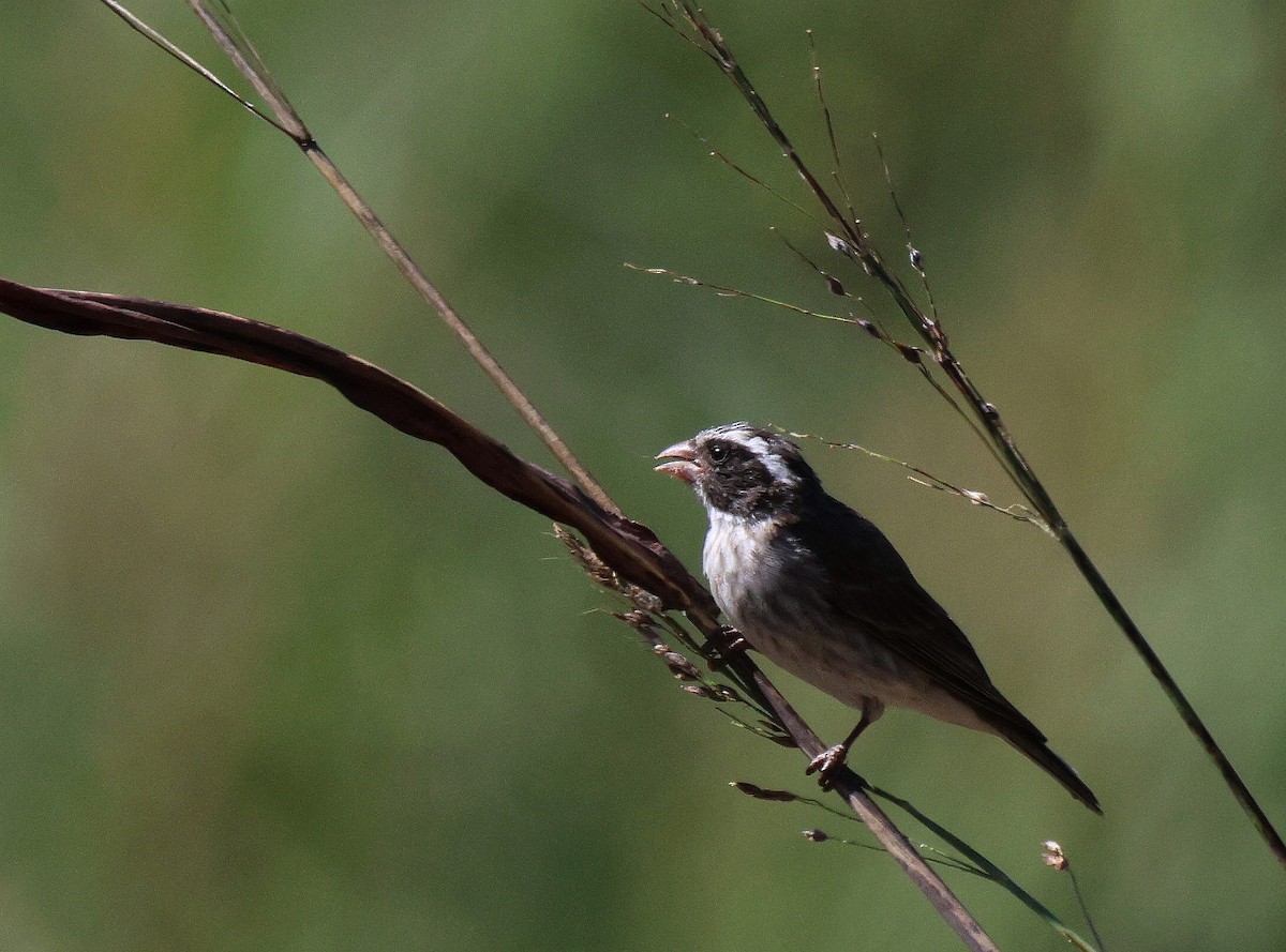 Black-eared Seedeater - ML619285940