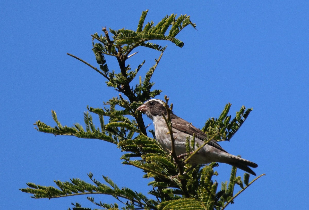 Black-eared Seedeater - Frank Willems - Birding Zambia