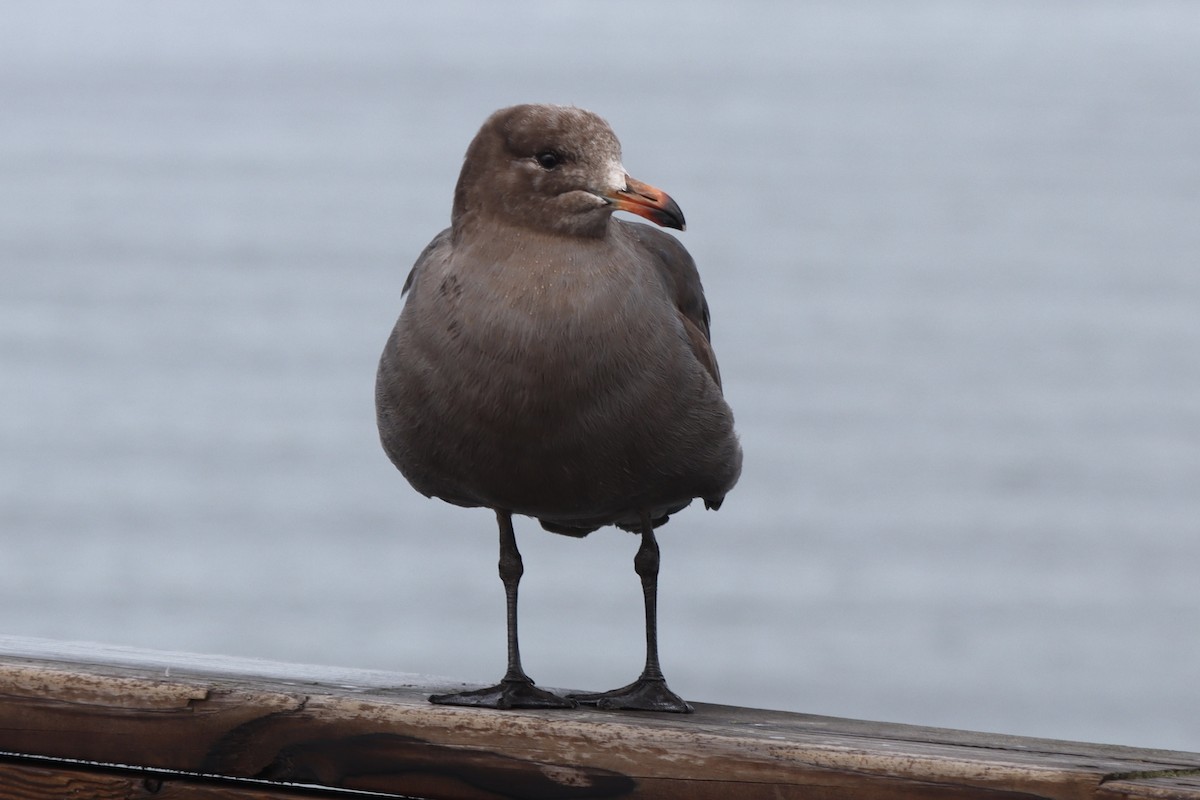 Heermann's Gull - Rosemary Clapham