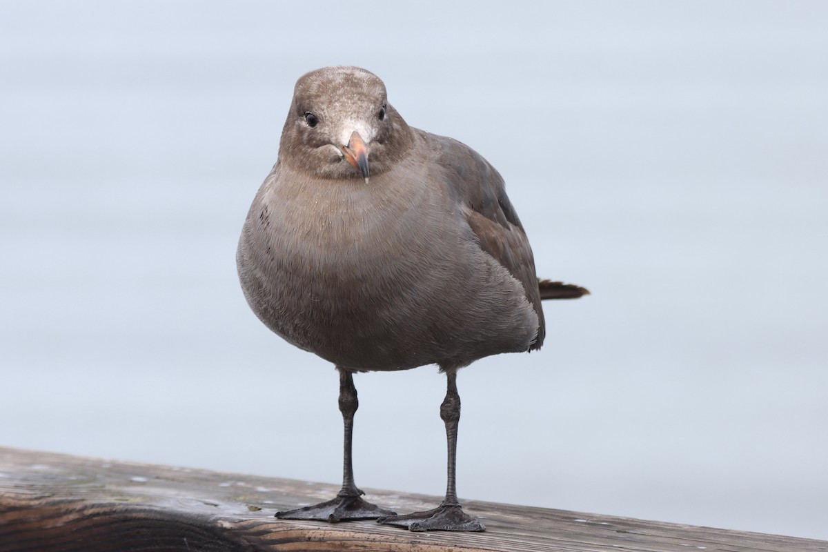 Heermann's Gull - Rosemary Clapham