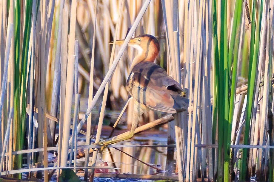 Least Bittern - Ryan Fraser