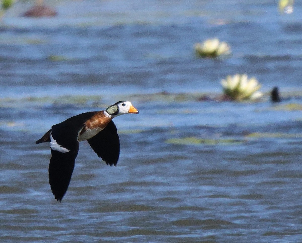 African Pygmy-Goose - ML619285959