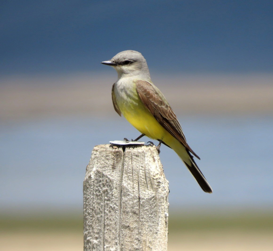 Western Kingbird - Cathleen Burns