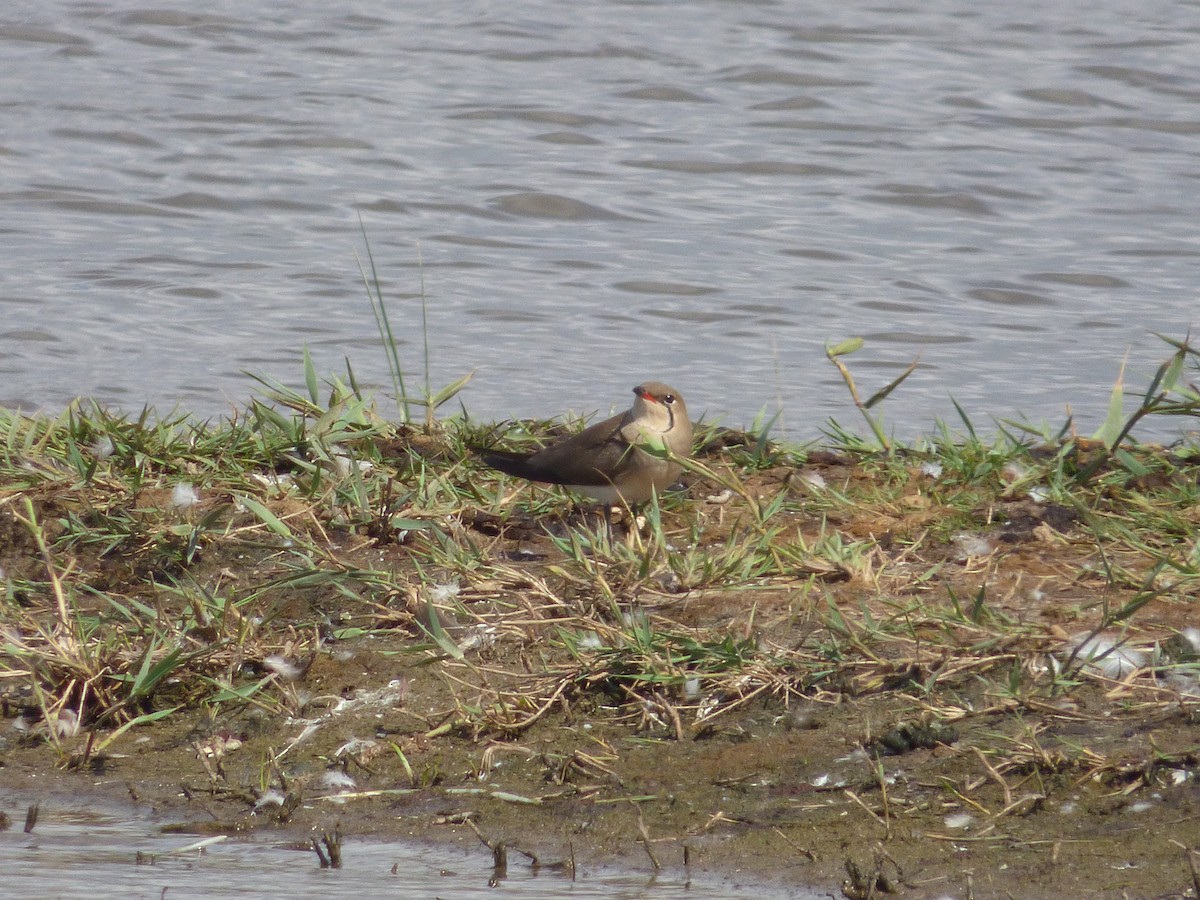 Collared Pratincole - Adrián Pina Hidalgo