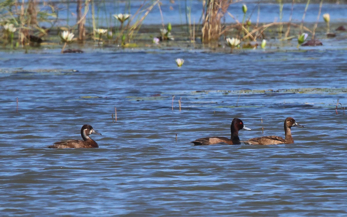 Southern Pochard - ML619285965