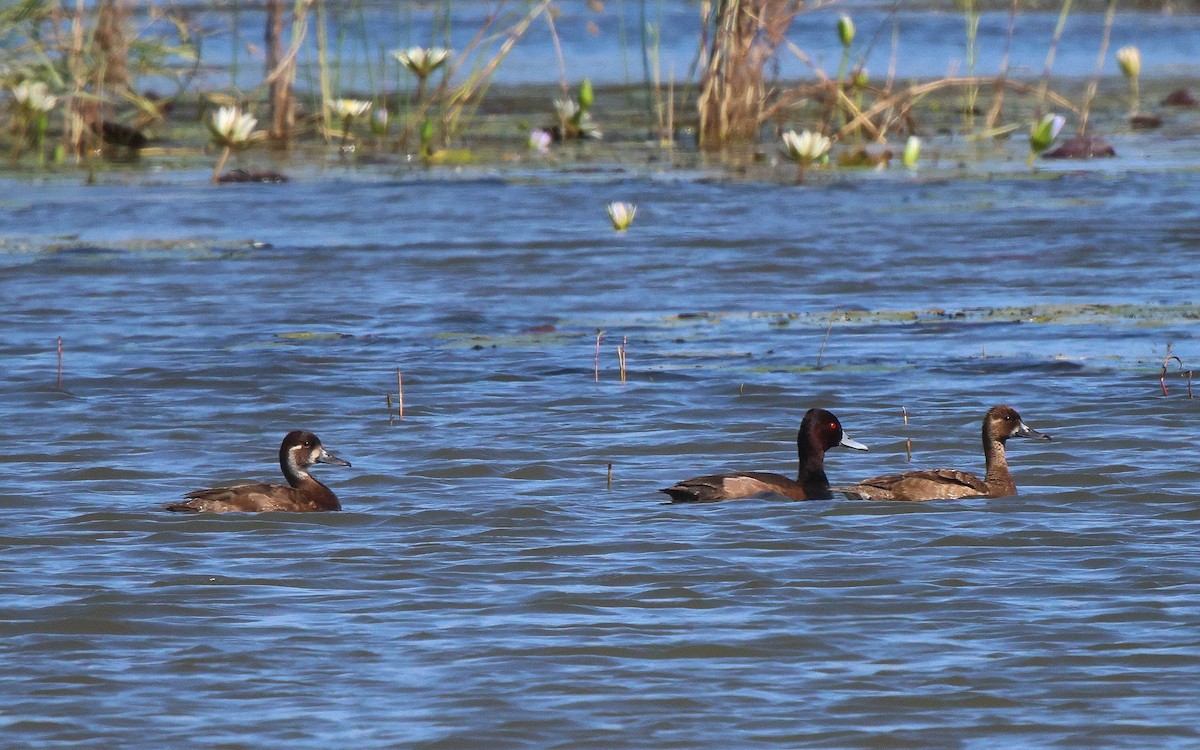 Southern Pochard - Frank Willems - Birding Zambia