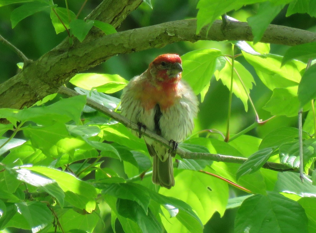 House Finch - ML619285967