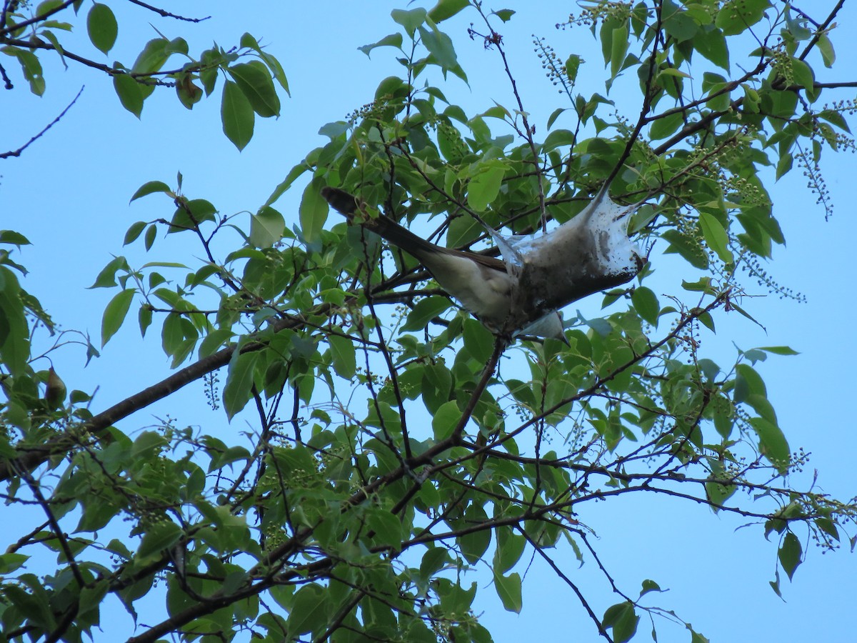 Black-billed Cuckoo - Jim Mead