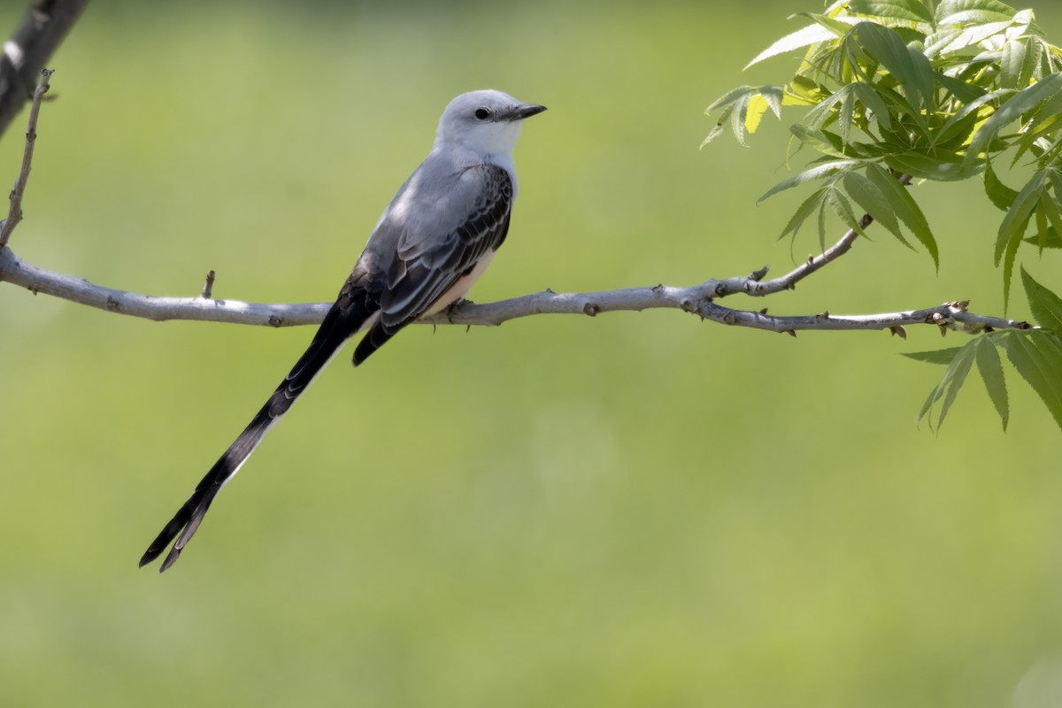 Scissor-tailed Flycatcher - Tommy Childers