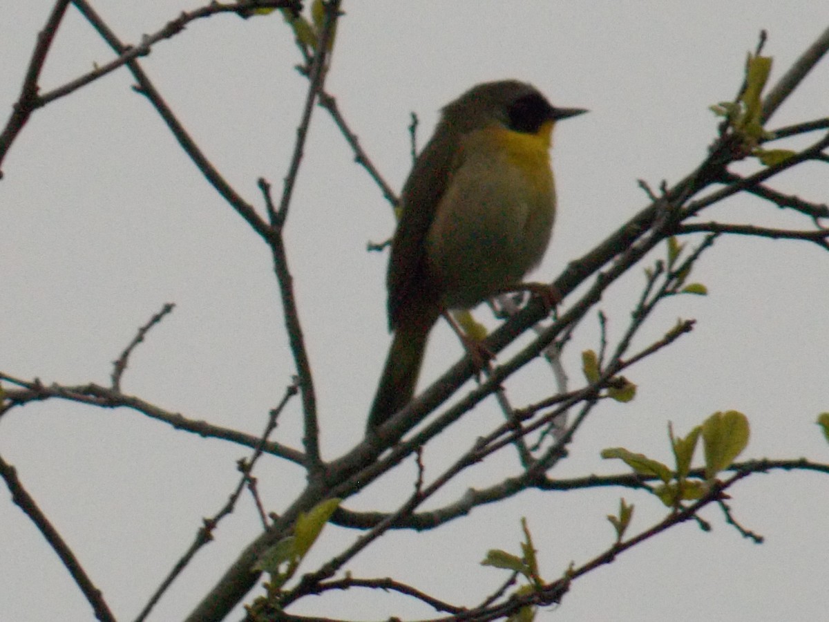 Common Yellowthroat - Glenn Knoblock