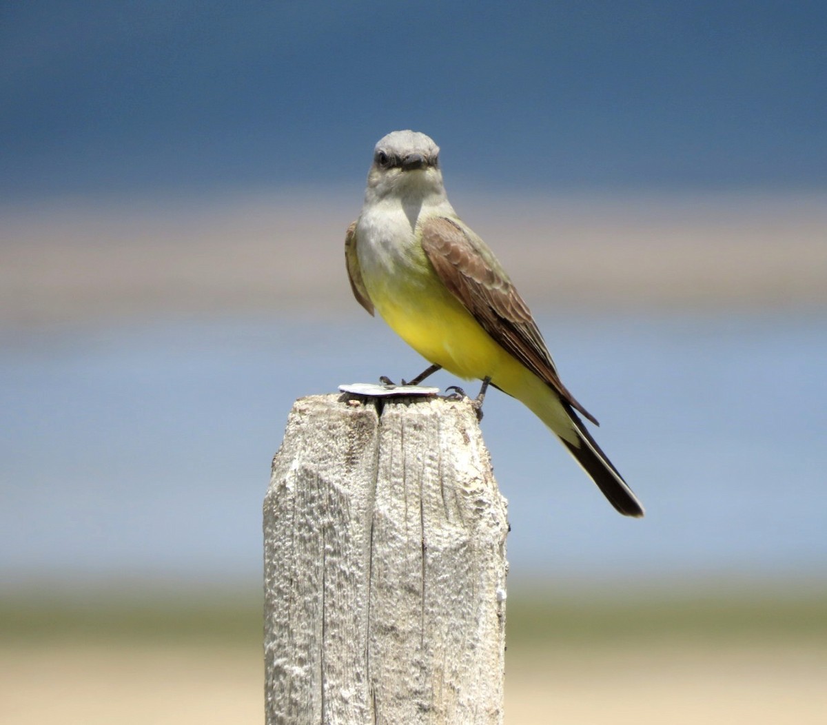 Western Kingbird - Cathleen Burns