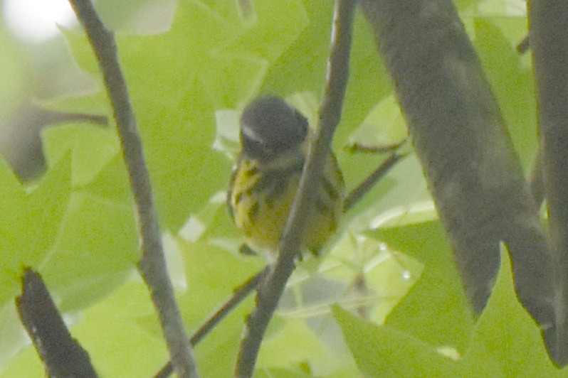 Magnolia Warbler - stephen johnson  🦜