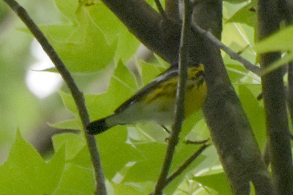 Magnolia Warbler - stephen johnson  🦜