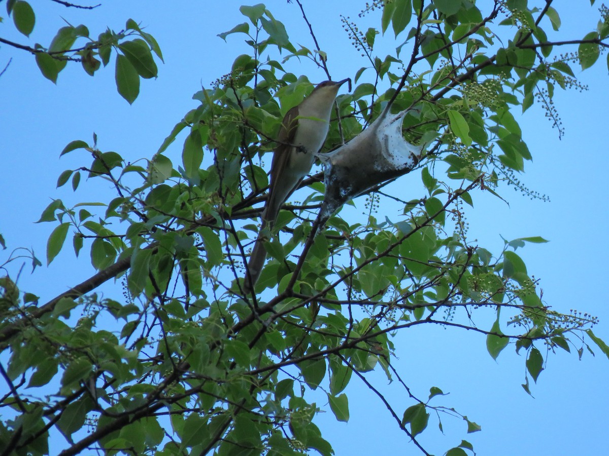 Black-billed Cuckoo - Jim Mead