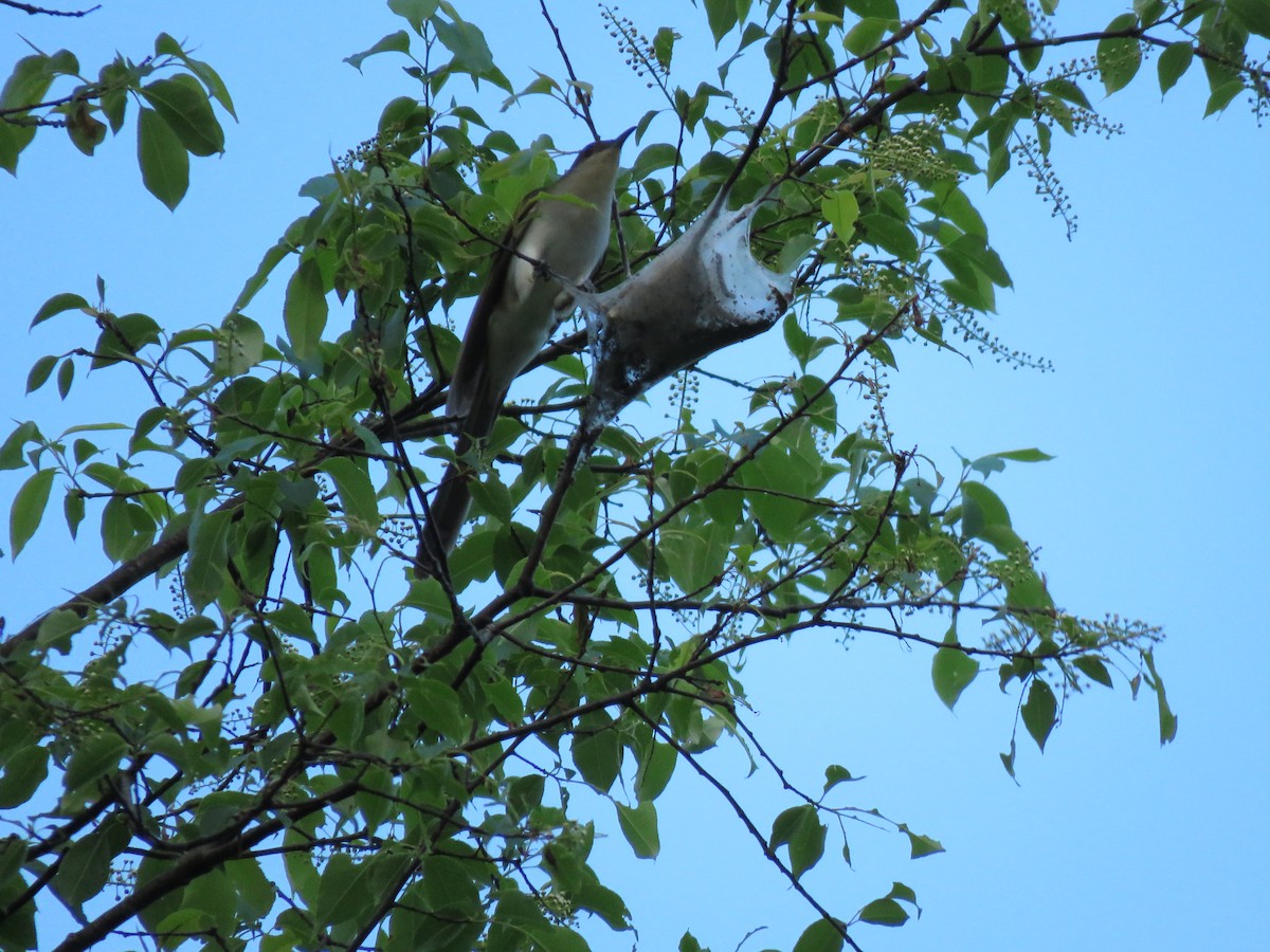 Black-billed Cuckoo - Jim Mead