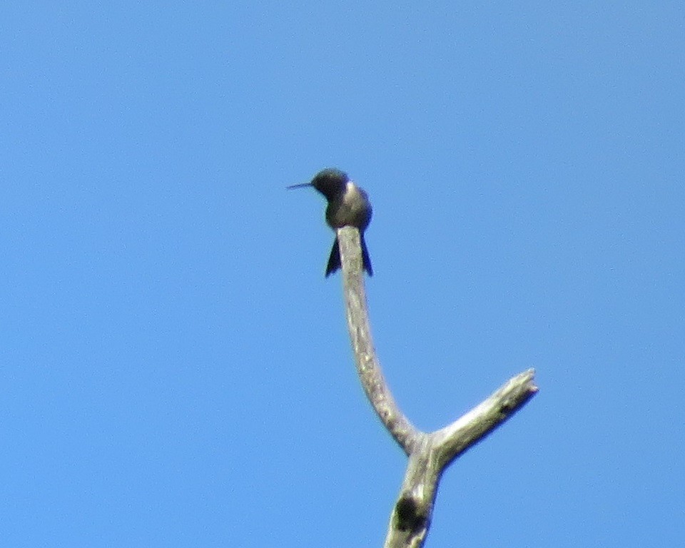 Colibri à gorge rubis - ML619286013