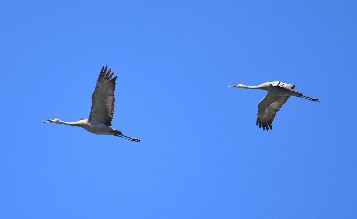 Sandhill Crane - Joshua Vandermeulen