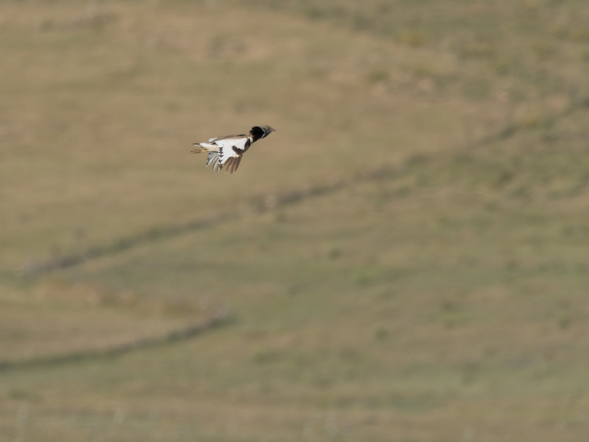 Little Bustard - Juan Parra Caceres