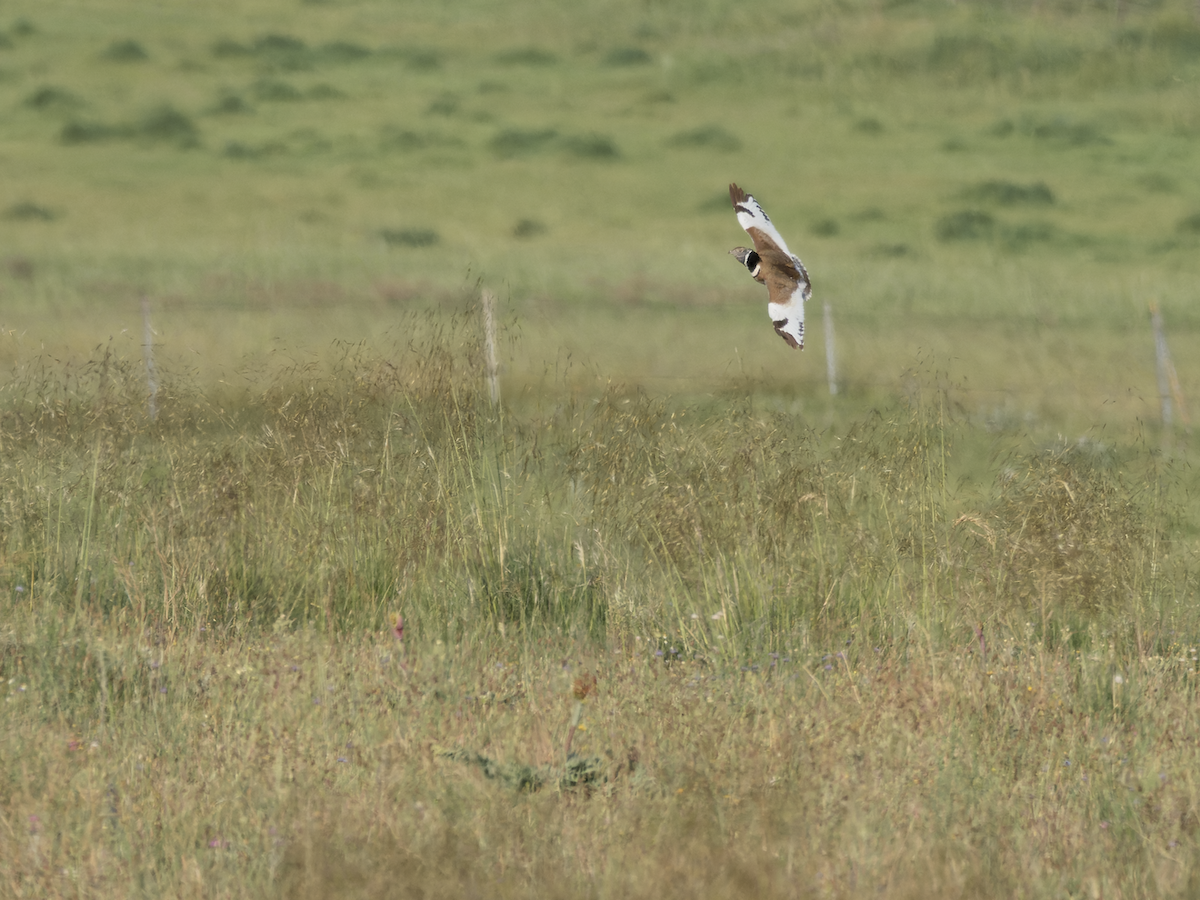 Little Bustard - Juan Parra Caceres