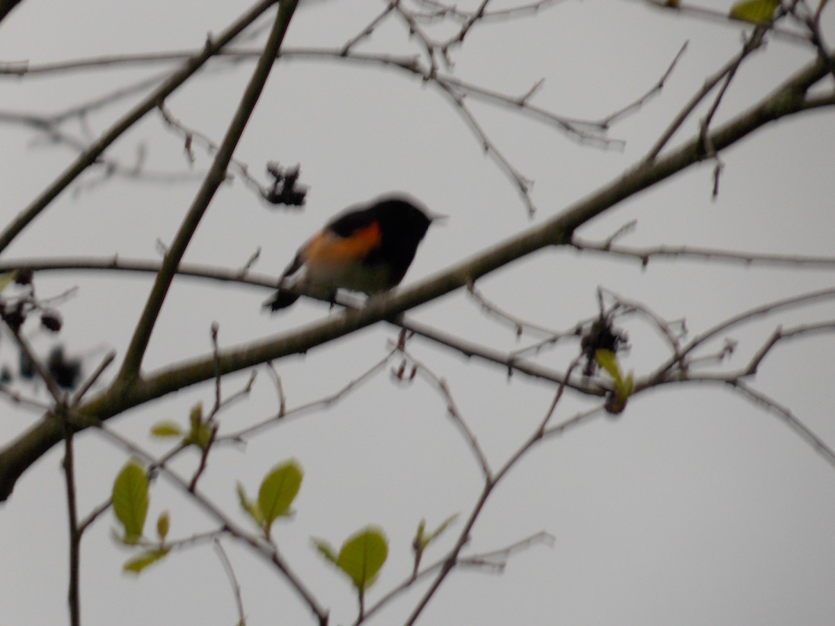 American Redstart - Glenn Knoblock