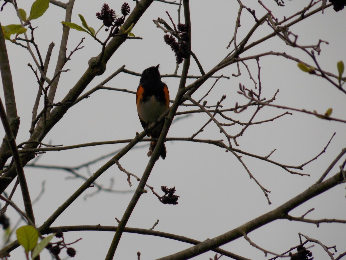 American Redstart - Glenn Knoblock