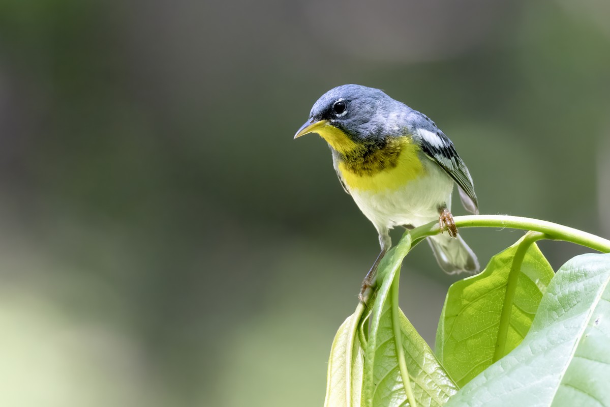 Northern Parula - Tommy Childers