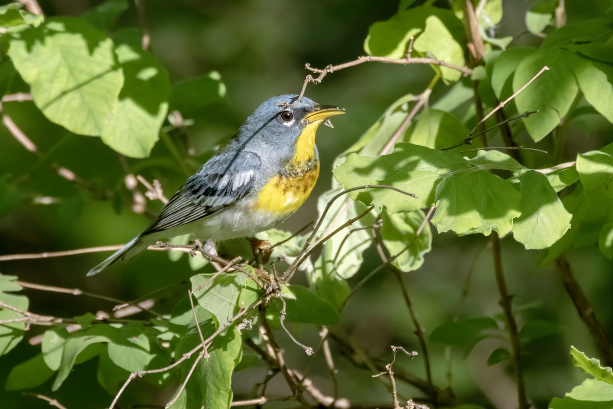 Northern Parula - Tommy Childers