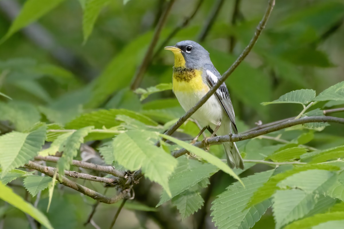 Northern Parula - Tommy Childers