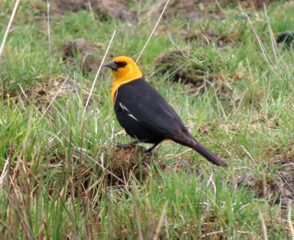 Yellow-headed Blackbird - ML619286047