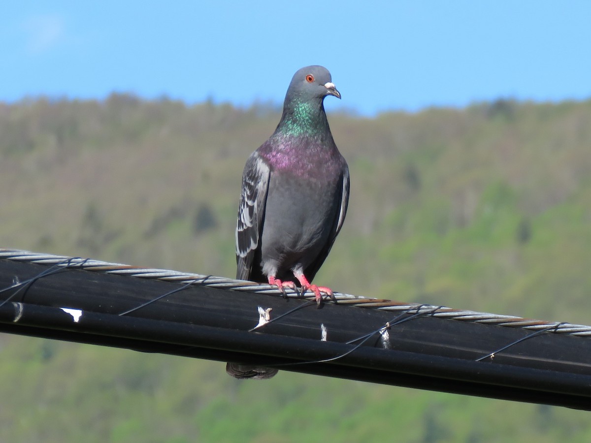 Rock Pigeon (Feral Pigeon) - Jim Mead