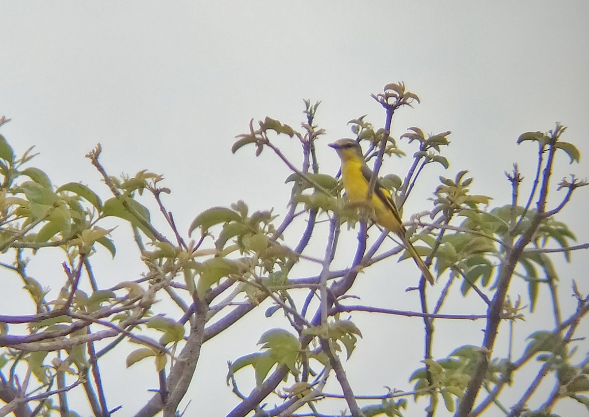 Orange Minivet - Bhuvan Raj K