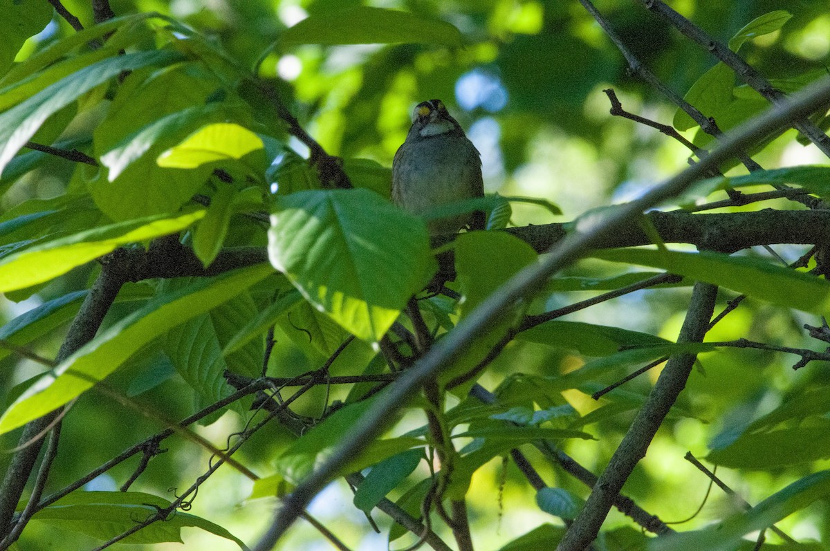 White-throated Sparrow - Ben Martin Mortimer