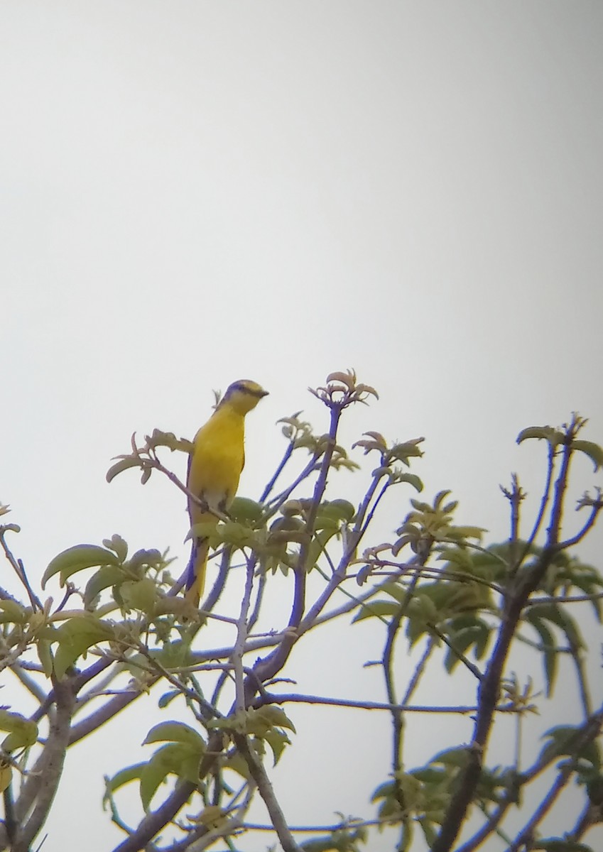 Orange Minivet - Bhuvan Raj K