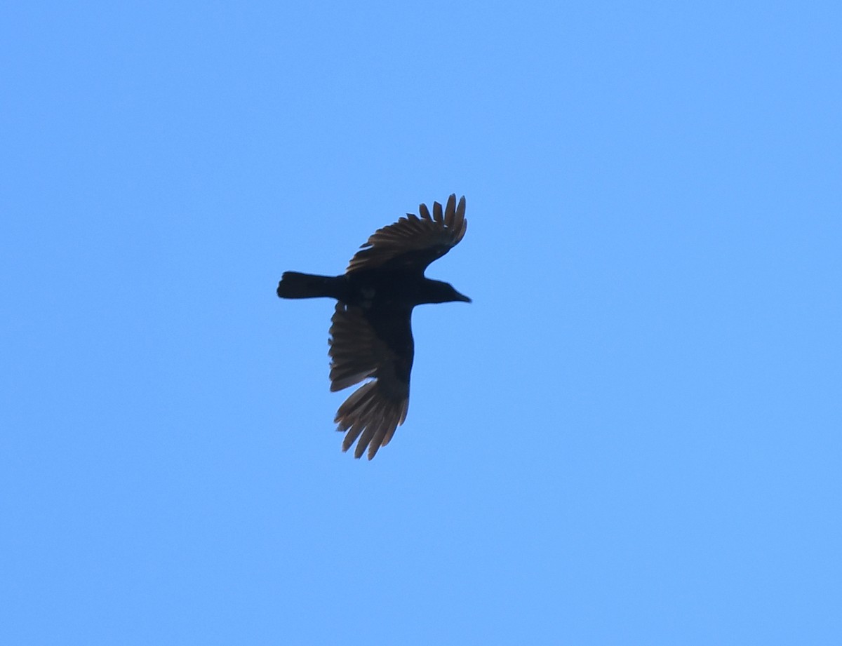 Corvus sp. (crow sp.) - ML619286062