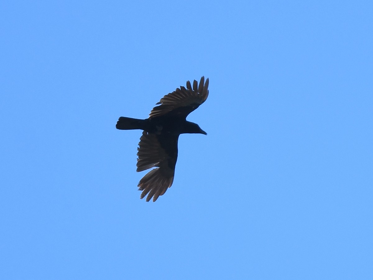 Corvus sp. (crow sp.) - ML619286063