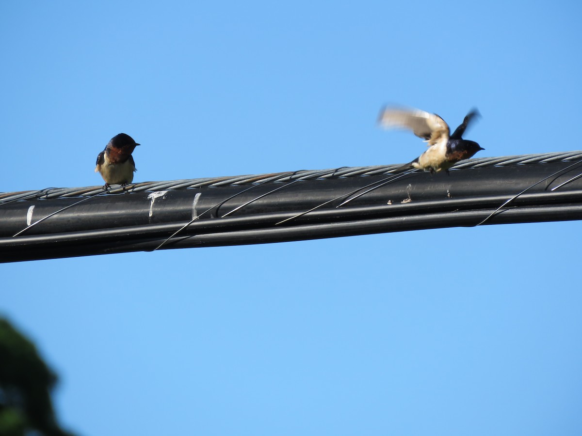 Barn Swallow - Jim Mead