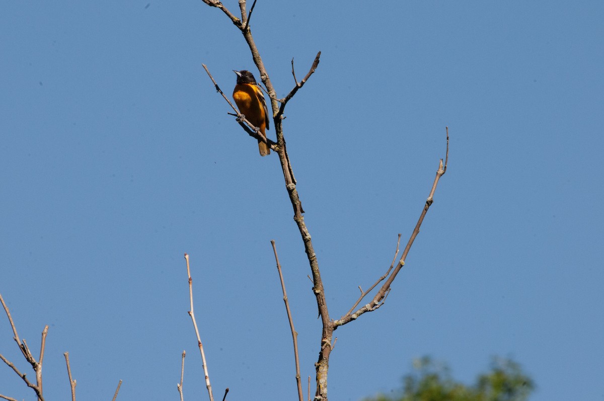 Baltimore Oriole - Ben Martin Mortimer