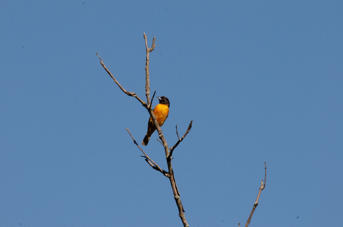 Baltimore Oriole - Ben Martin Mortimer