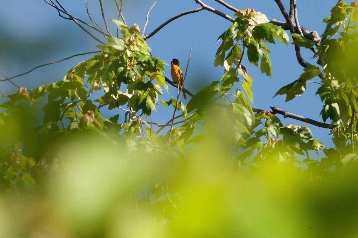 Baltimore Oriole - Ben Martin Mortimer