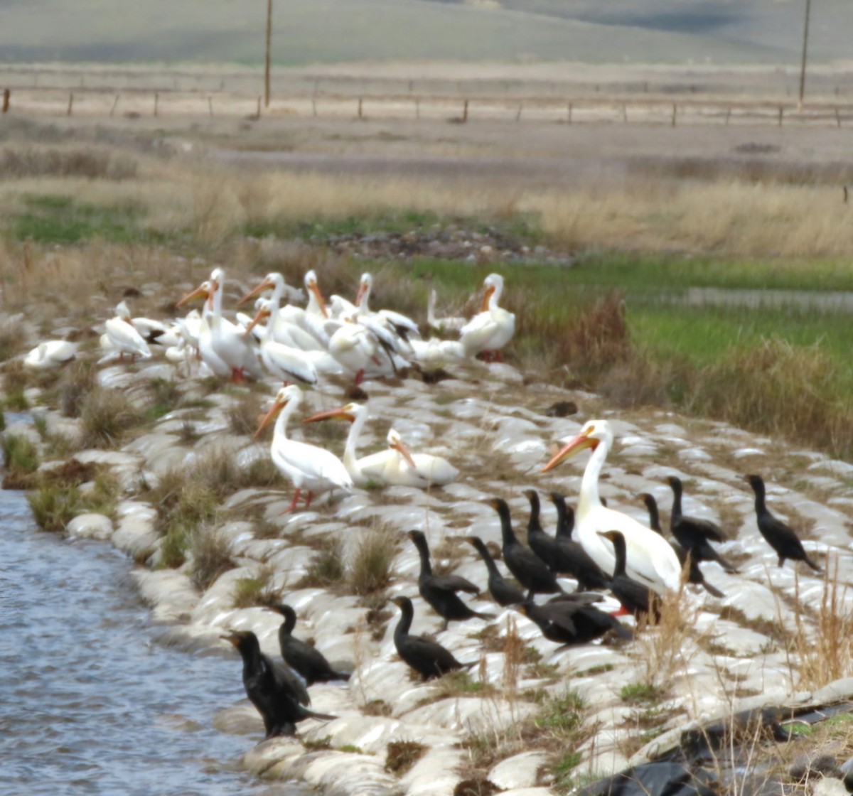 American White Pelican - Cathleen Burns