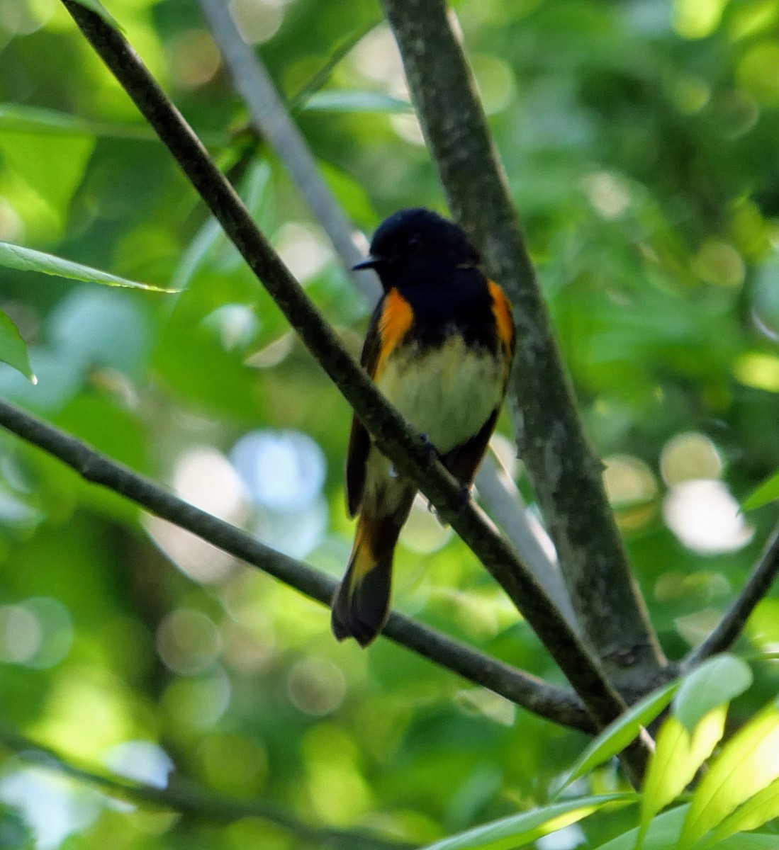 American Redstart - Cécile Charlton