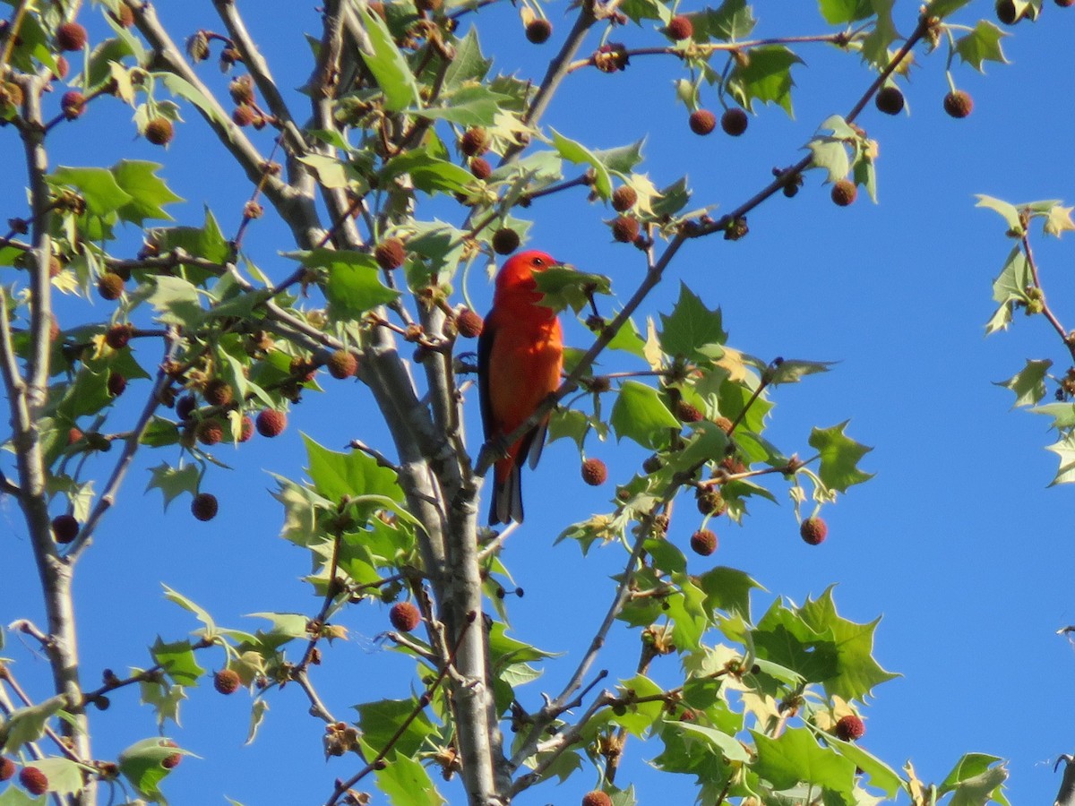 Scarlet Tanager - Jim Mead