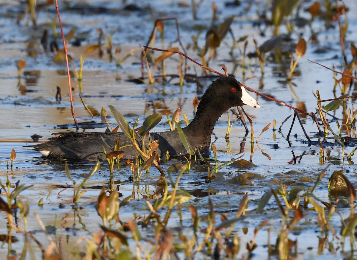 American Coot - Joshua Vandermeulen